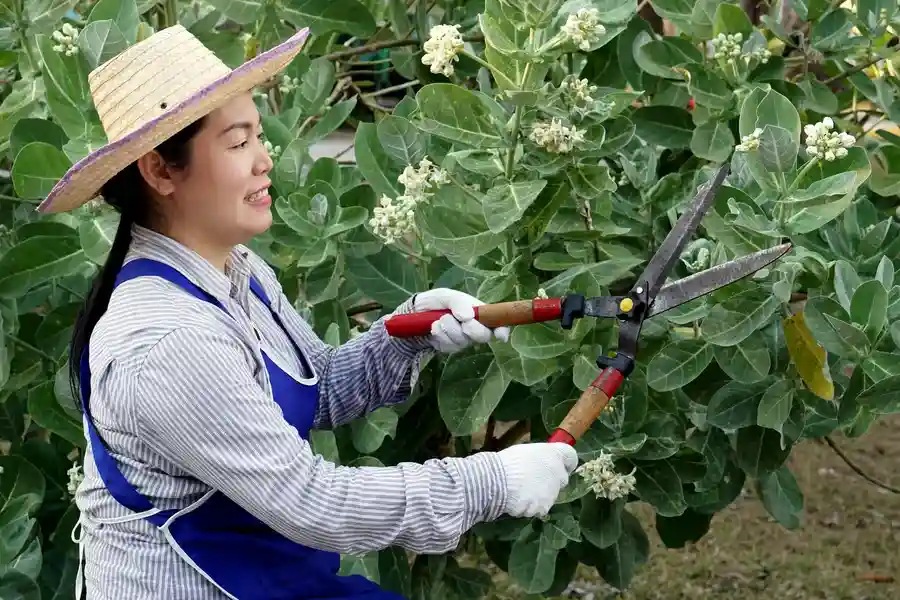 Quality Gardening Services Murrieta, CA