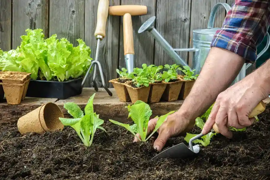 Top-rated Gardening Services Murrieta, CA